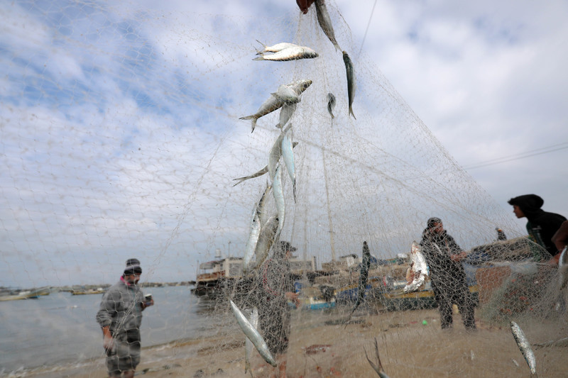 Palestinian fishermen collect fish from nets.