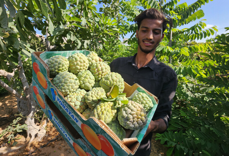 220914 custard apple