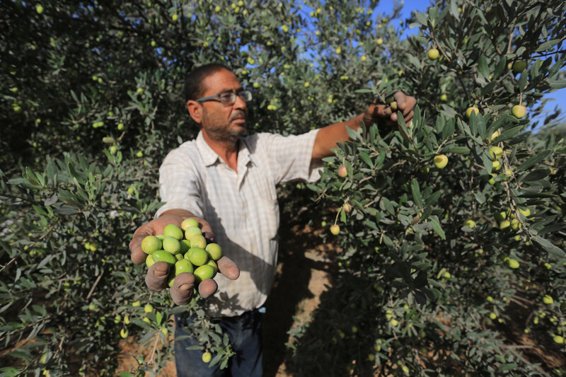 220925 gaza city olives