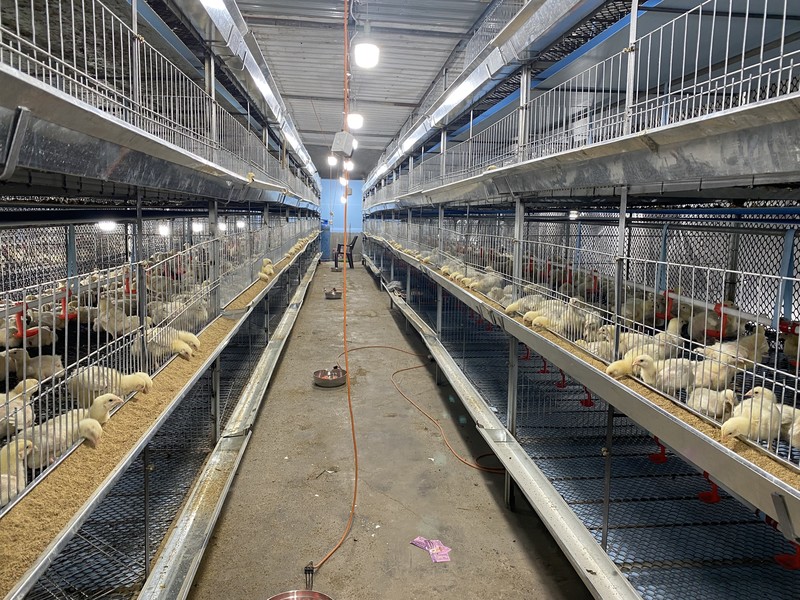 Interior of a well-lit chicken farm filled with cages with young chickens inside them