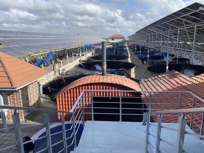 An array of solar panels above large black tubs containing fish at a fish farm in Gaza