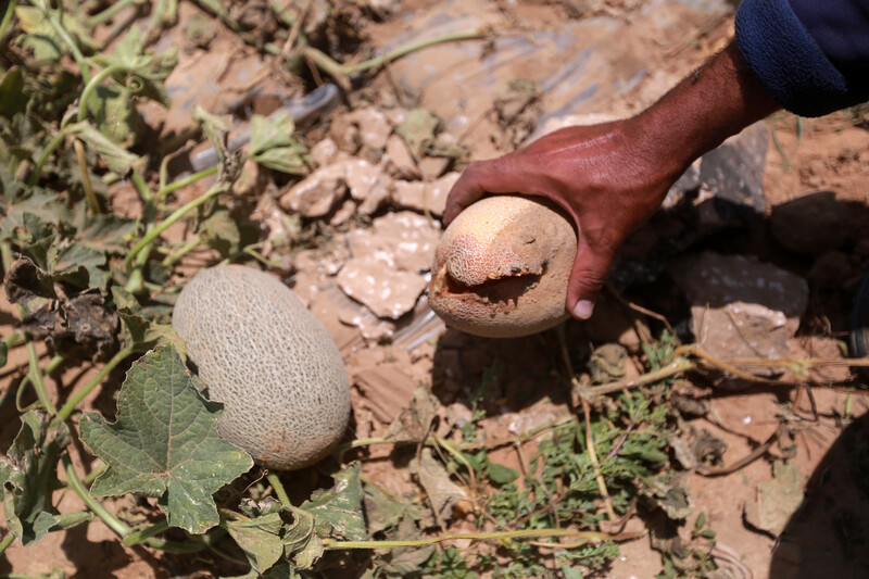 A hand holds up a cantaloupe that has a hole in it. 