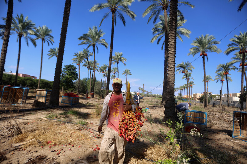 A man walks between tall palm trees