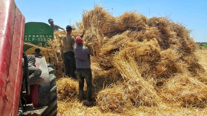 Memories of the wheat harvest