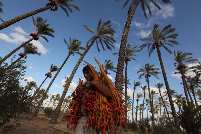 A man carries a bunch of dates tall palm trees behind him