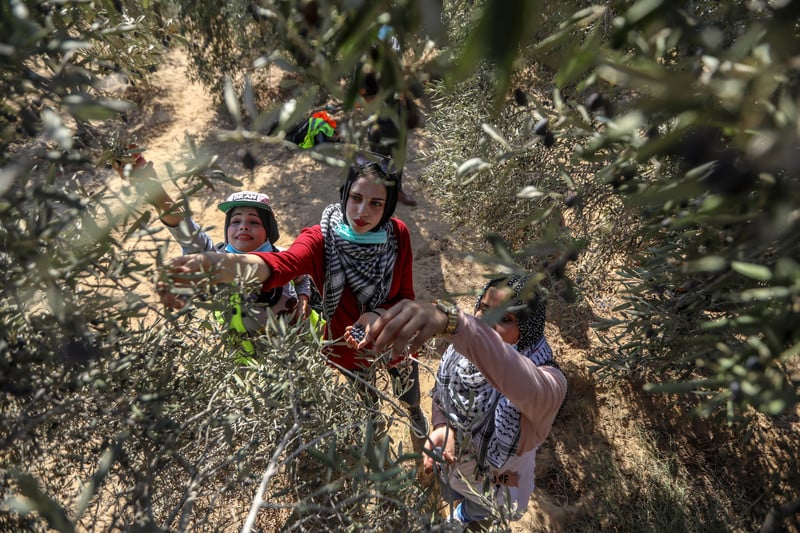 An overhead view of three women picking olives off of a tree