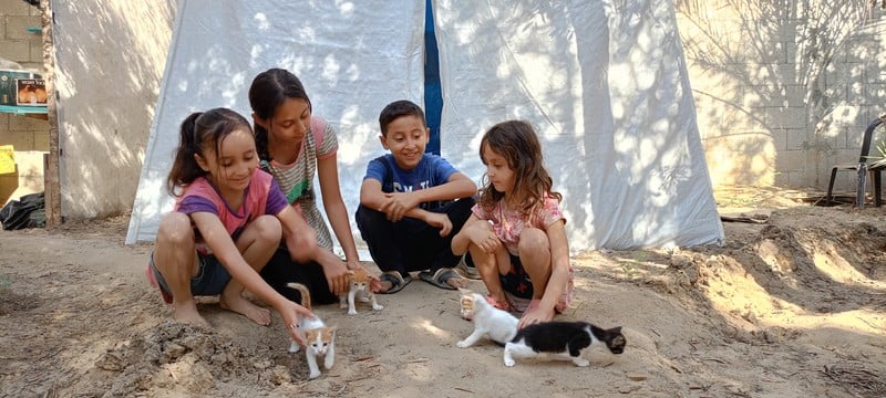 four children play with kittens