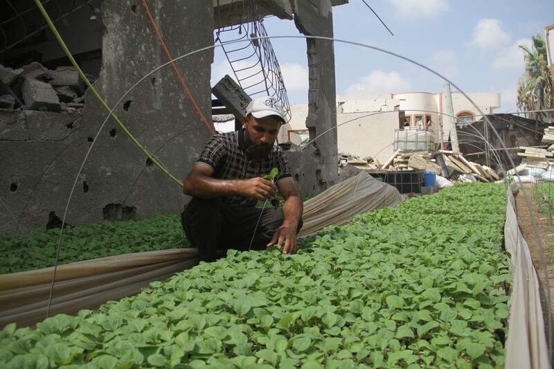 A man inspects vegetable crops