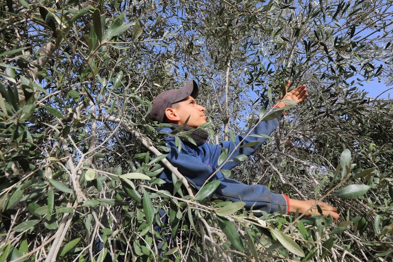 A man picks olives from a tree