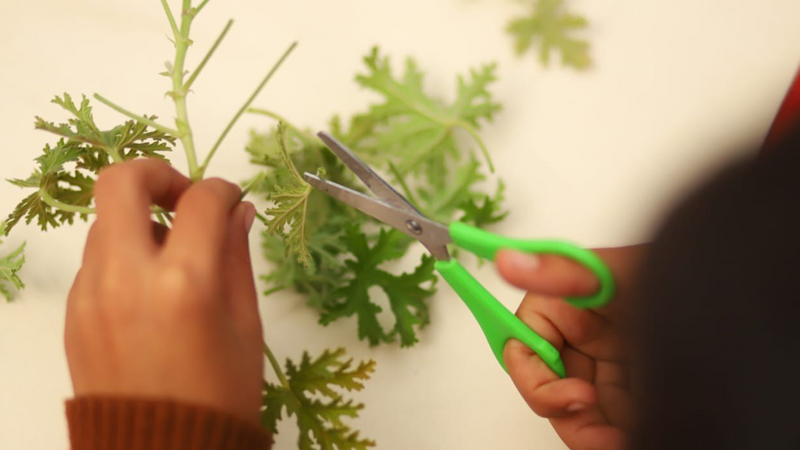 Overhead view of a hand holding scissors and cutting leaves off of a plant