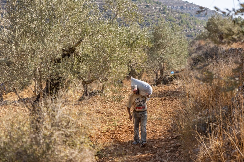 Settler violence hits record level