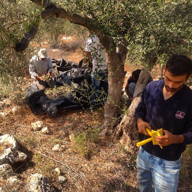 Some rest others sort out the olives before they turn it into fresh oil #3zbetSalman #palestine Some rest others sort out the olives before they turn it into fresh oil #3zbetSalman #palestine on Instagram