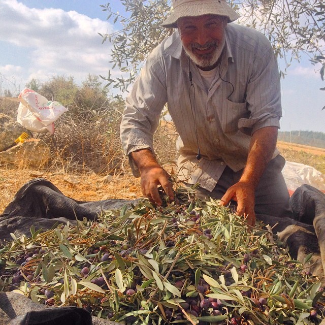 30% of the weight of the olives becomes olive oil. This tree gave us about 12 litres. #3zbetSalman #palestine 30% of the weight of the olives becomes olive oil. This tree gave us about 12 litres. #3zbetSalman #palestine on Instagram