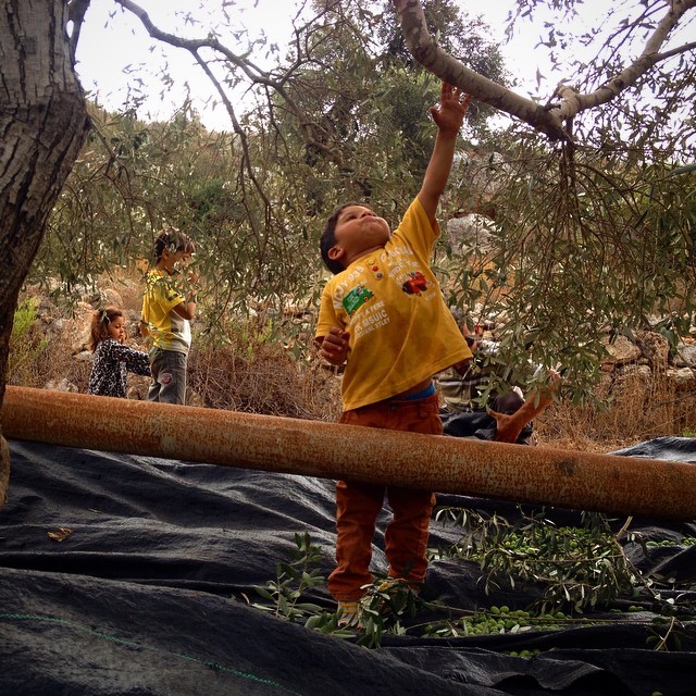 Little Qais also helps with the olive harvest #3zbetSalman #palestine on Instagram