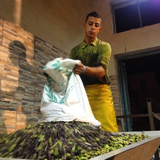 At the olive press watching the process of turning olives into olive oil - this is pretty epic. Couldn't be in a better place, #beitJala olive oil is known to be among the best in #palestine At the olive press watching the process of turning olives into olive oil - this is pretty epic. Couldn't be in a better place, #beitJala olive oil is known to be among the best in #palestine on Instagram