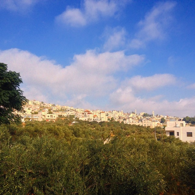 This morning I am harvesting olives in the middle of the city - covering this beautiful field belonging to a friend of mine. Another day of hard work, healthy conversations, good food and laughter #BeitJala #palestine on Instagram