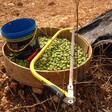 After harvesting the olives, they are sieved. The bigger ones are put on the side for pickling and the rest goes to the prense #3zbetSalman #palestine