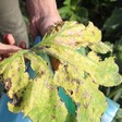 Person holds damaged leaf