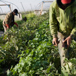 Two people pick eggplants in a field