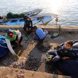 Men and boys sort fish at a dockside