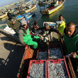 Men unload crates of small fish from boats at harbor