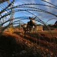 A man and his donkey is seen through barbed wire