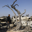 Man walks in front of charred cars and next to burnt tree
