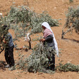 A woman and a child examine damaged olive trees in a field