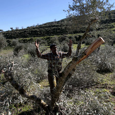 Man throws up his arms in front of tree damaged by settlers