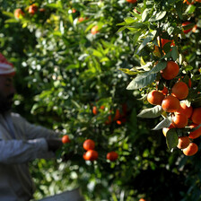 Man harvests oranges