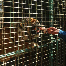 Man feeds piece of flesh to caged tiger