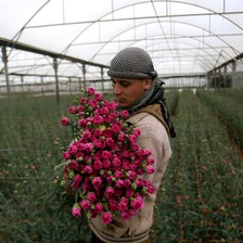 Young man holds armful of flowers in a greenhouse