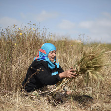 Sitting woman bundles herbs in field
