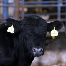 Photograph shows cow with tags hanging from its ears