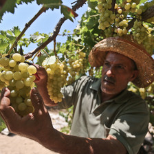 Man wearing hat holds bunch of grapes hanging from a vine
