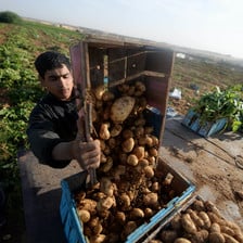 A man pours potatoes from one box into another box at a farmA 