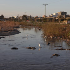 Birds migrate to polluted Wadi Gaza.