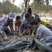 A man and five young boys sort through olives spread out on a plastic tarp