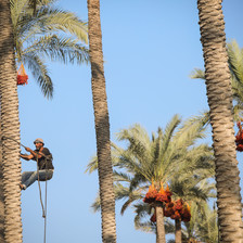 A man climbs a palm tree with a rope tied around his waist.