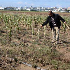 Man stands in a field