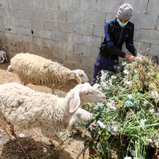 Farmer stands beside sheep who are eating flowers 