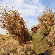 Man carrying stacks of wheat 