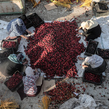 Women sitting around and sorting a pile of ripe dates 