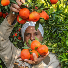 A man holds a bunch of clementines 