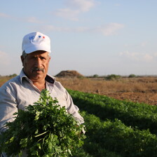 Farmer gathers crops 