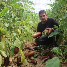 Man hunkers down, holding two eggplants 