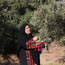 A woman in traditional garb picks olives