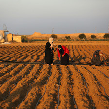 Women plant seeds amid black plastic irrigation lines