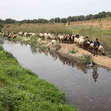 A shepherd takes his flock along the river in Wadi Gaza