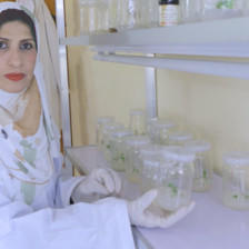 A woman sits by several glass containers with saplings